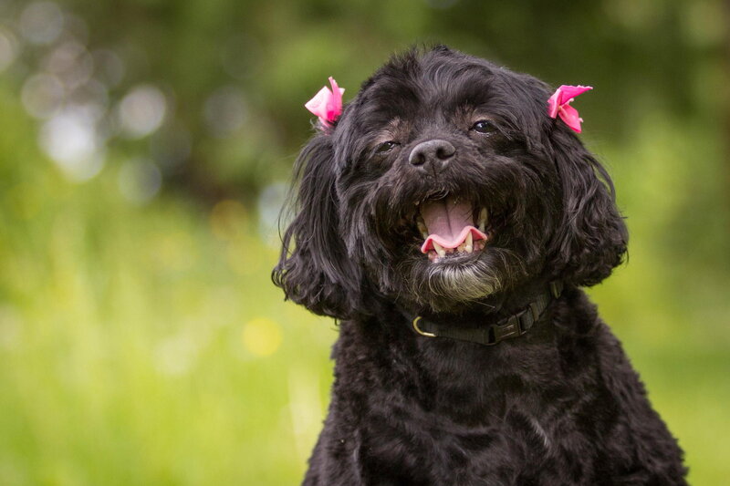 Black Dog with Pink Bows