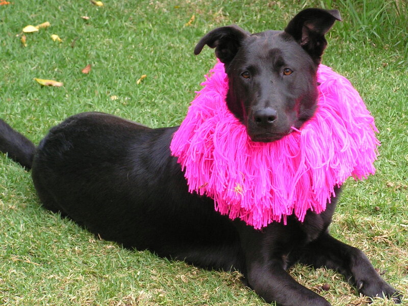 Black Dog with Pink Collar