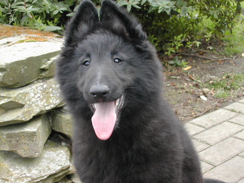 black dog with pink tongue