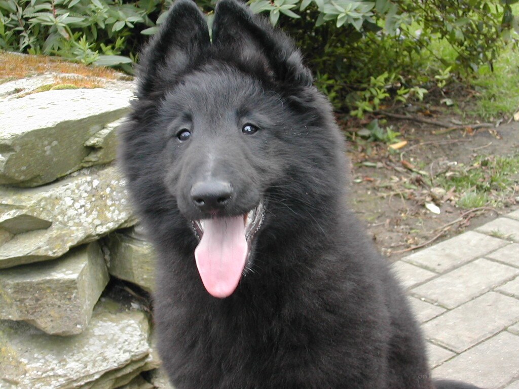 black dog with pink tongue