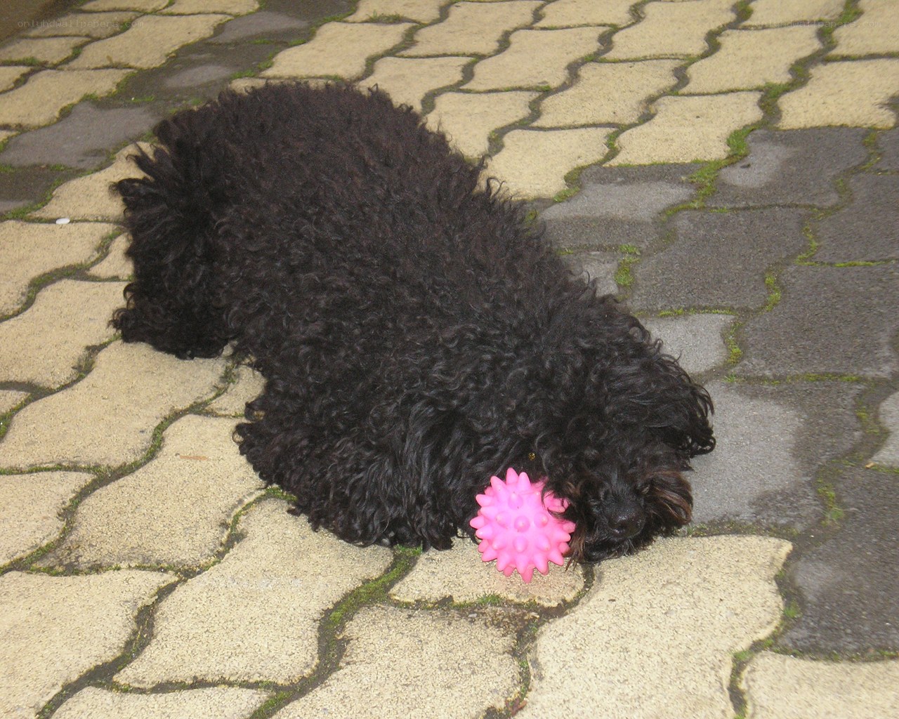 Black dog with pink toy
