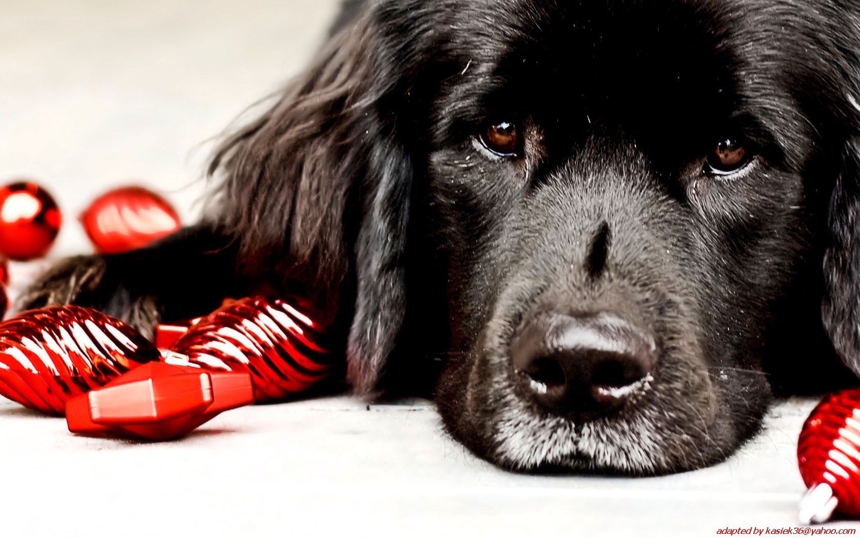 black dog with red ornaments