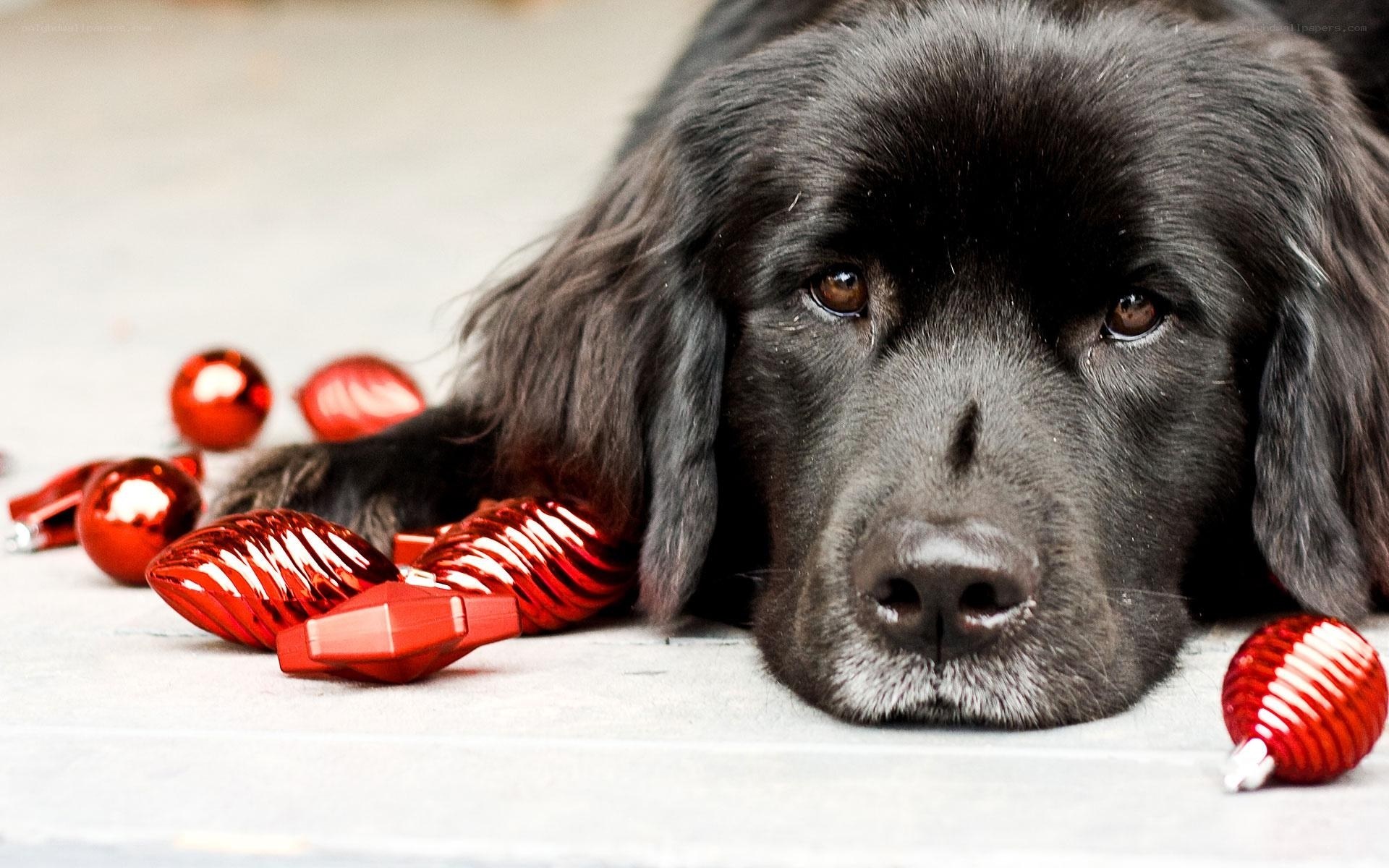 black dog with red ornaments