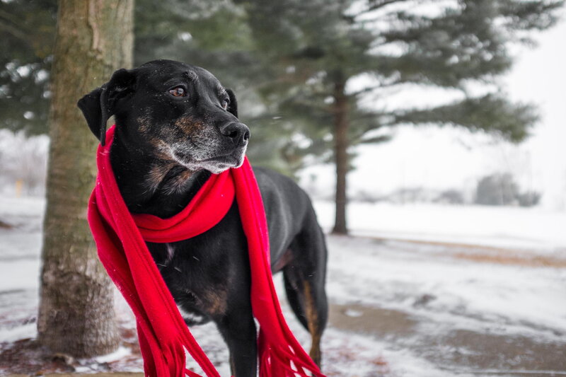 Black Dog with Red Scarf