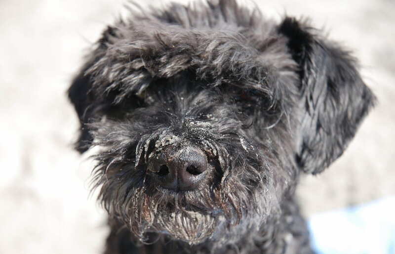 Black Dog with Sandy Nose