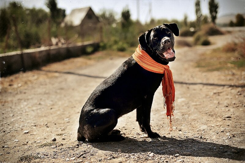 Black Dog with Scarf