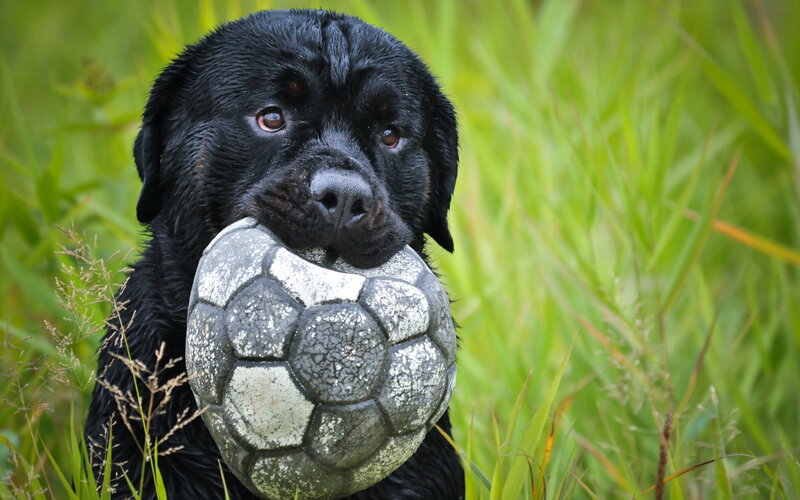 Black dog with soccer ball
