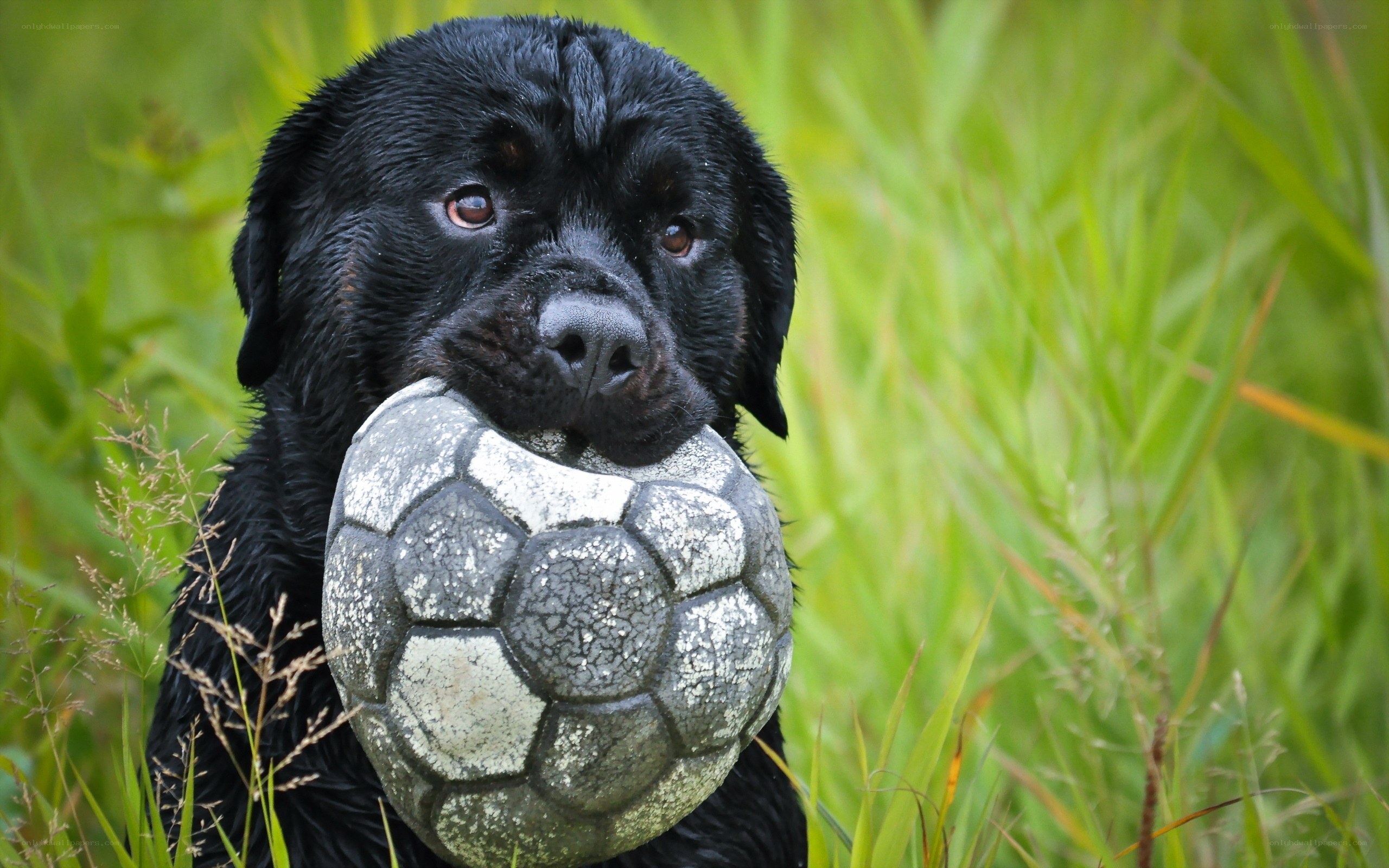 Black dog with soccer ball