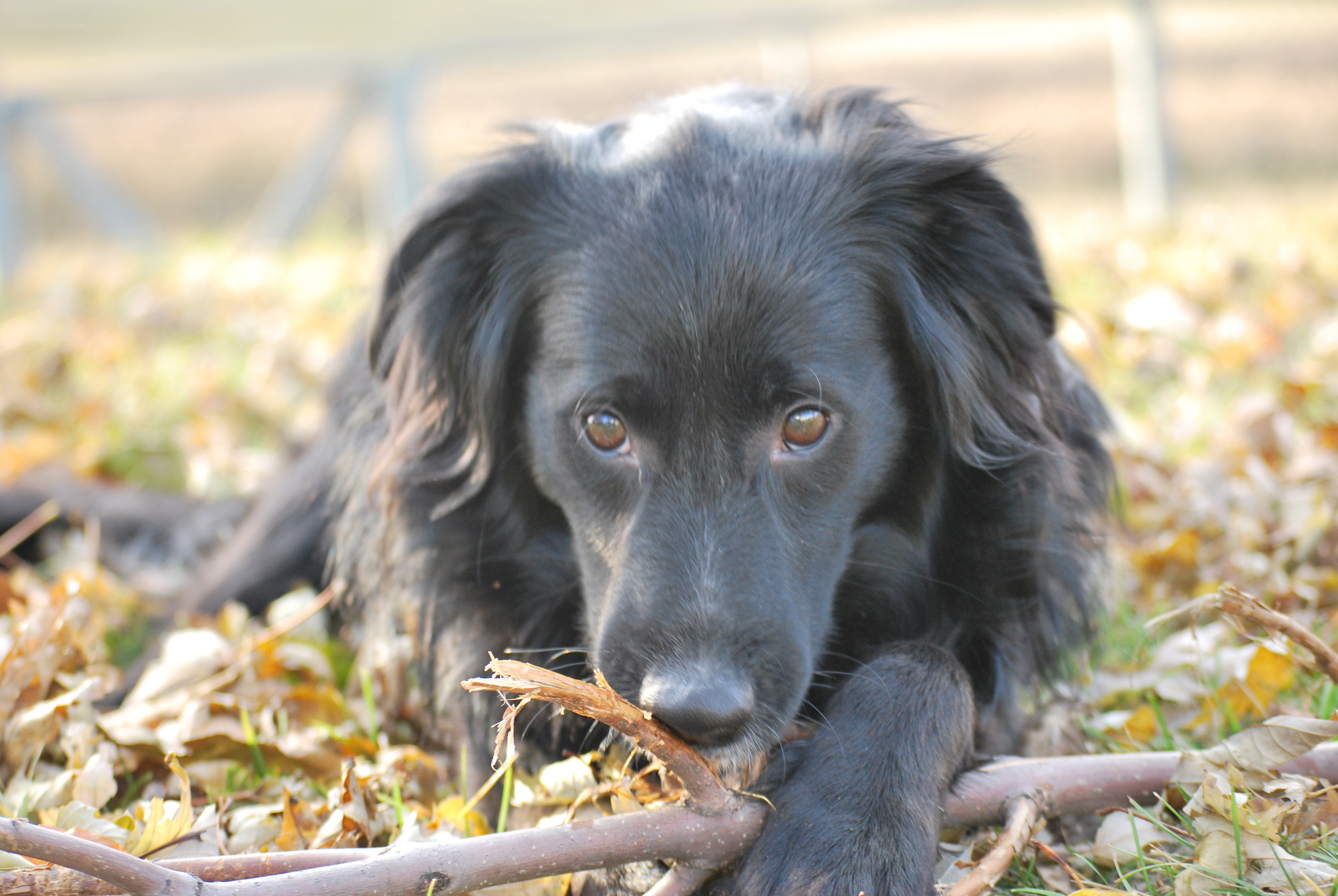 black dog with stick in leaves