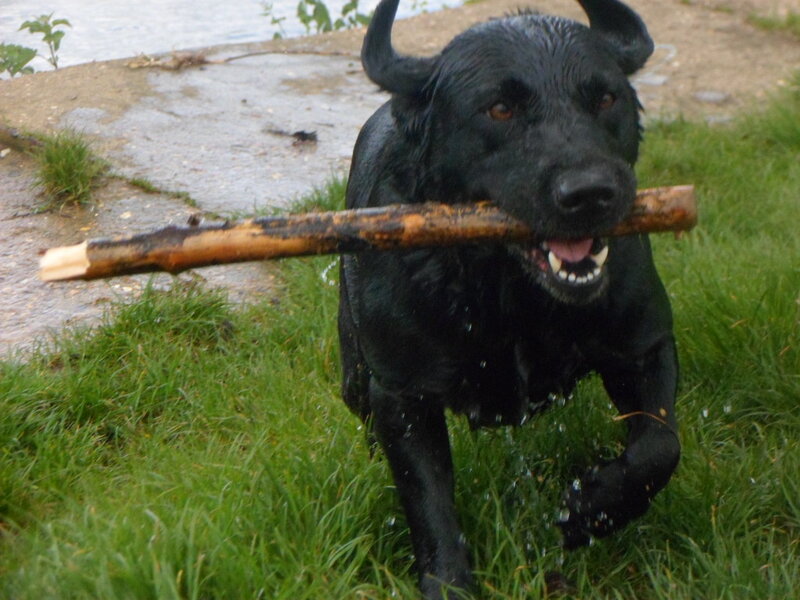 Black Dog with Stick
