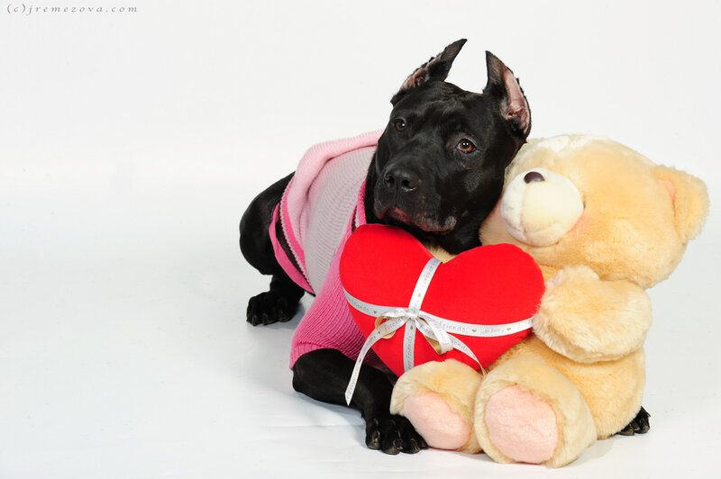 Black Dog with Stuffed Toys