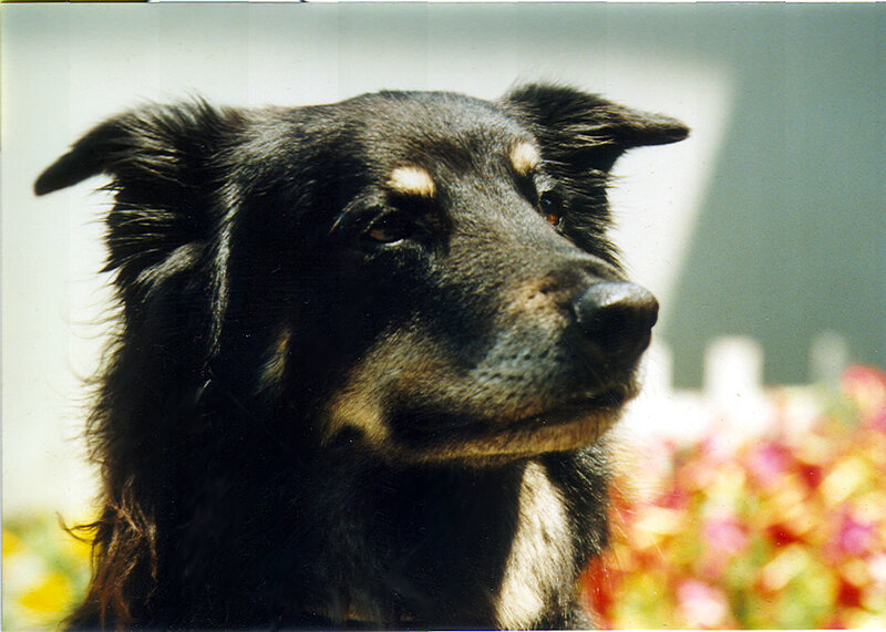 Black Dog with Tan Markings — Calm