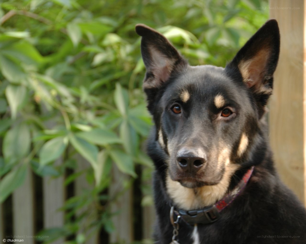 black dog with tan markings