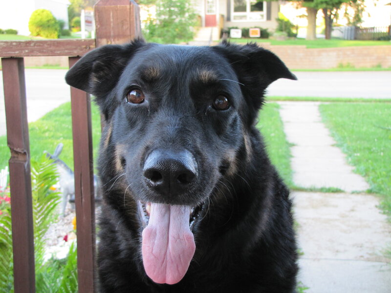 black dog with tongue out