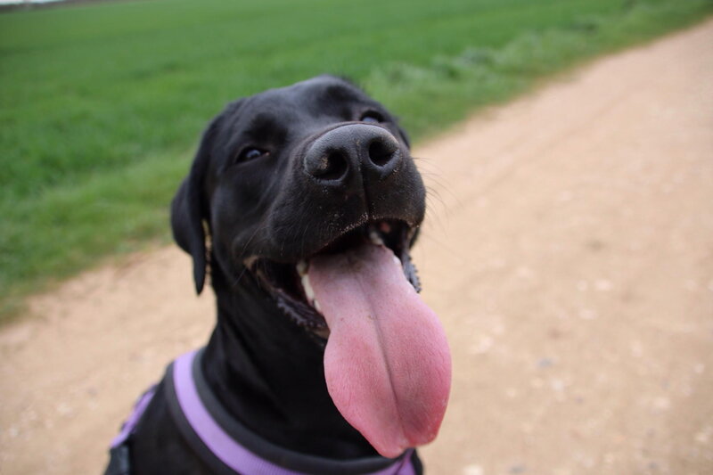 Black Dog with Tongue Out — Playful