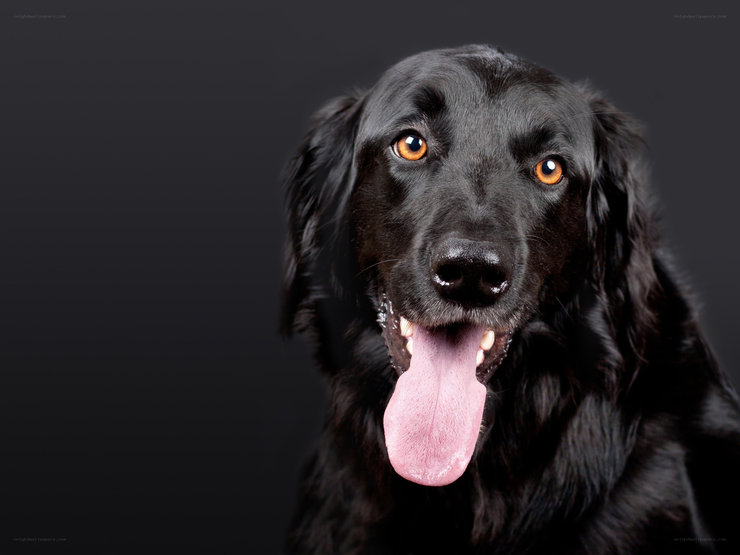 black dog with tongue out