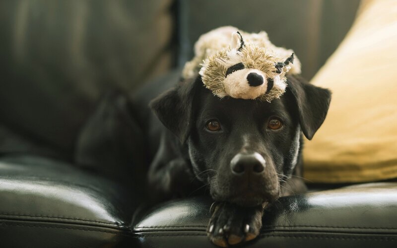Black Dog with Toy — Calm