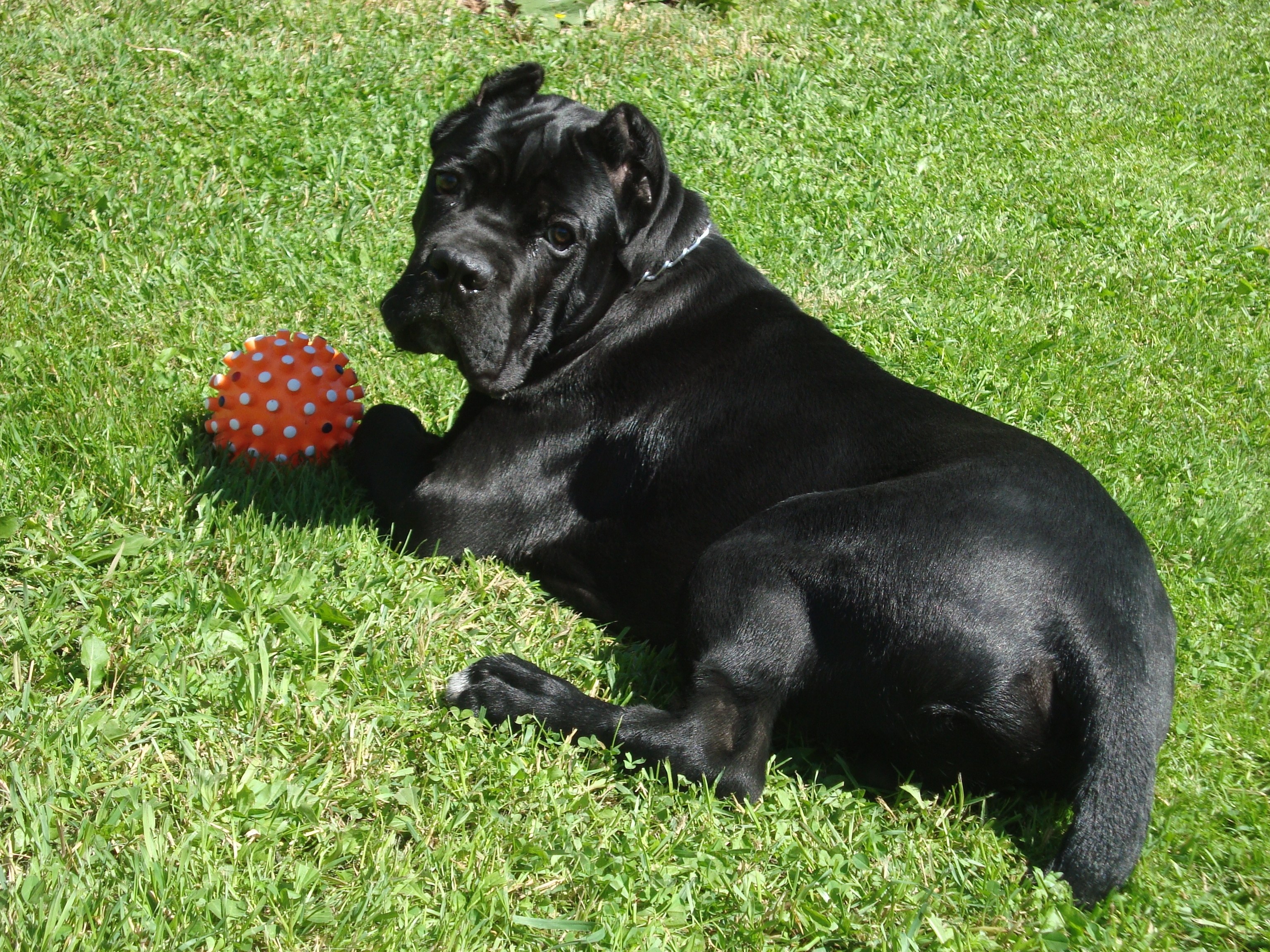 black dog with toy on grass