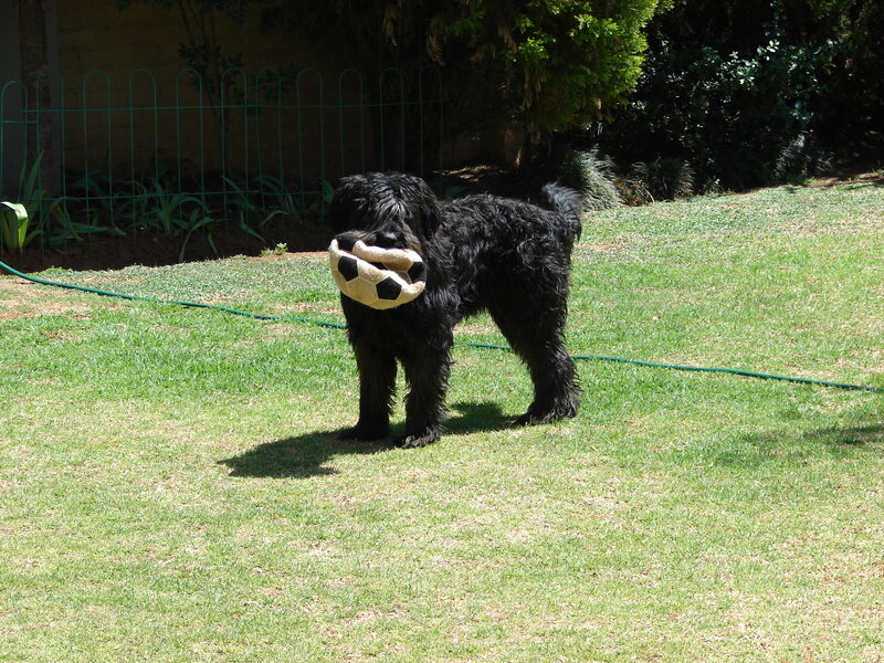 Black Dog with Toy