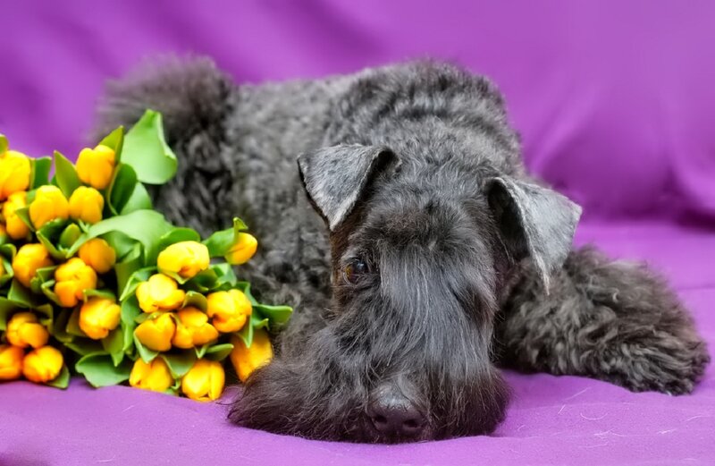 Black Dog with Tulips