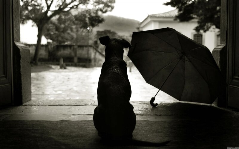 Black Dog with Umbrella — Melancholic, Photograph, Doorway, Tree