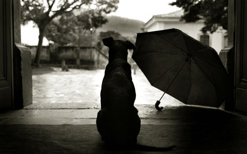 Black Dog with Umbrella — Melancholic, Photograph