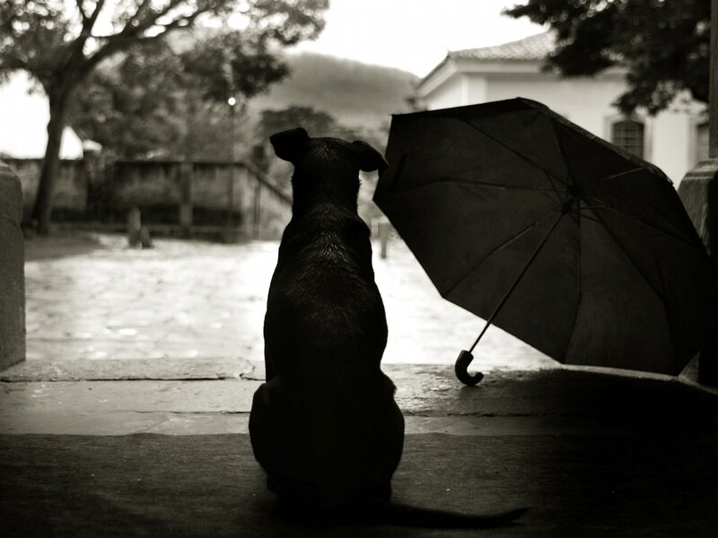 Black Dog with Umbrella