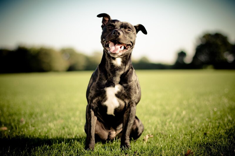 Black Dog with White Chest — Green