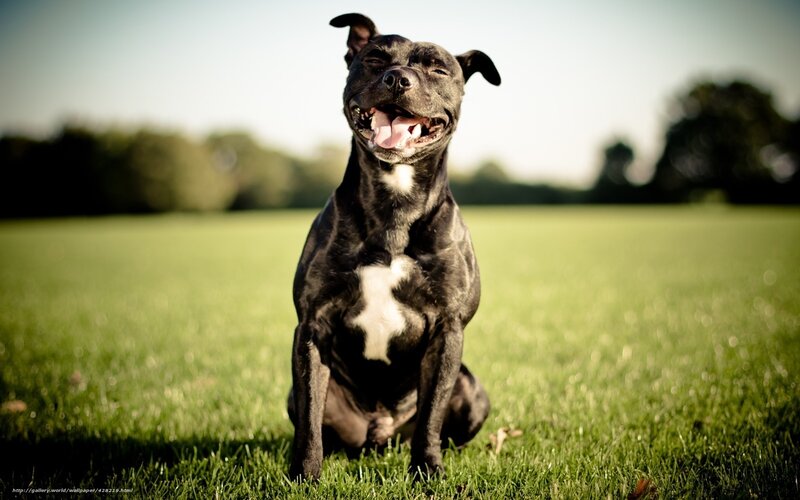 Black Dog with White Chest