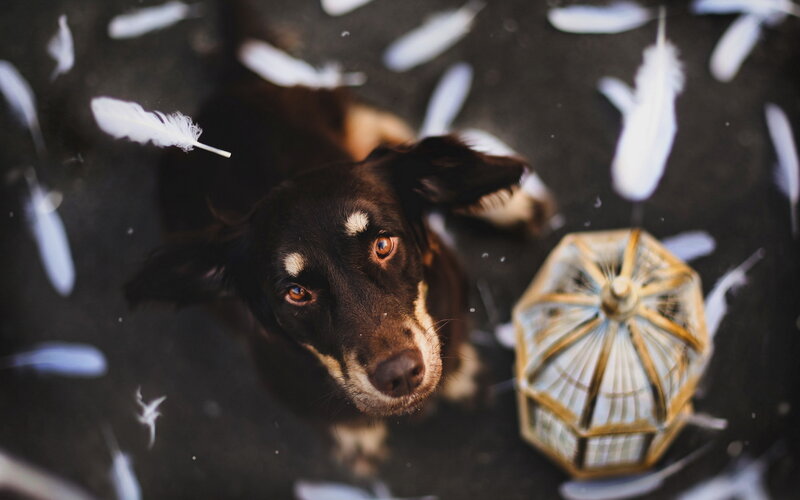 Black Dog with White Feathers