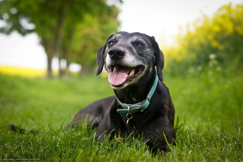 Black Dog with White Muzzle — Green, Calm, Afternoon