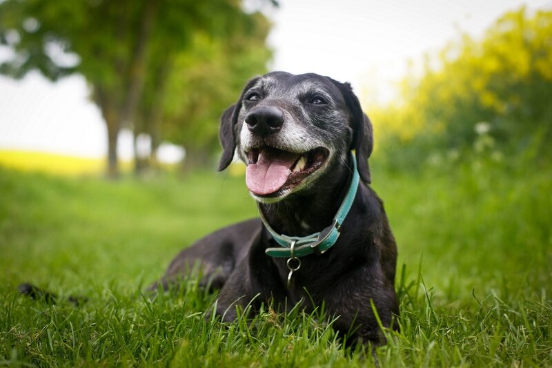 Black Dog with White Muzzle — Green, Calm