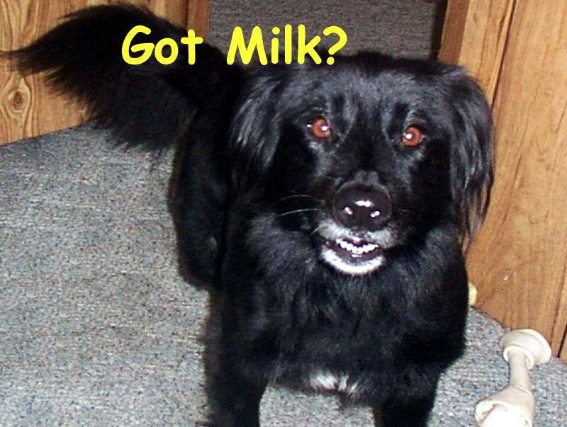 Black Dog with White Teeth
