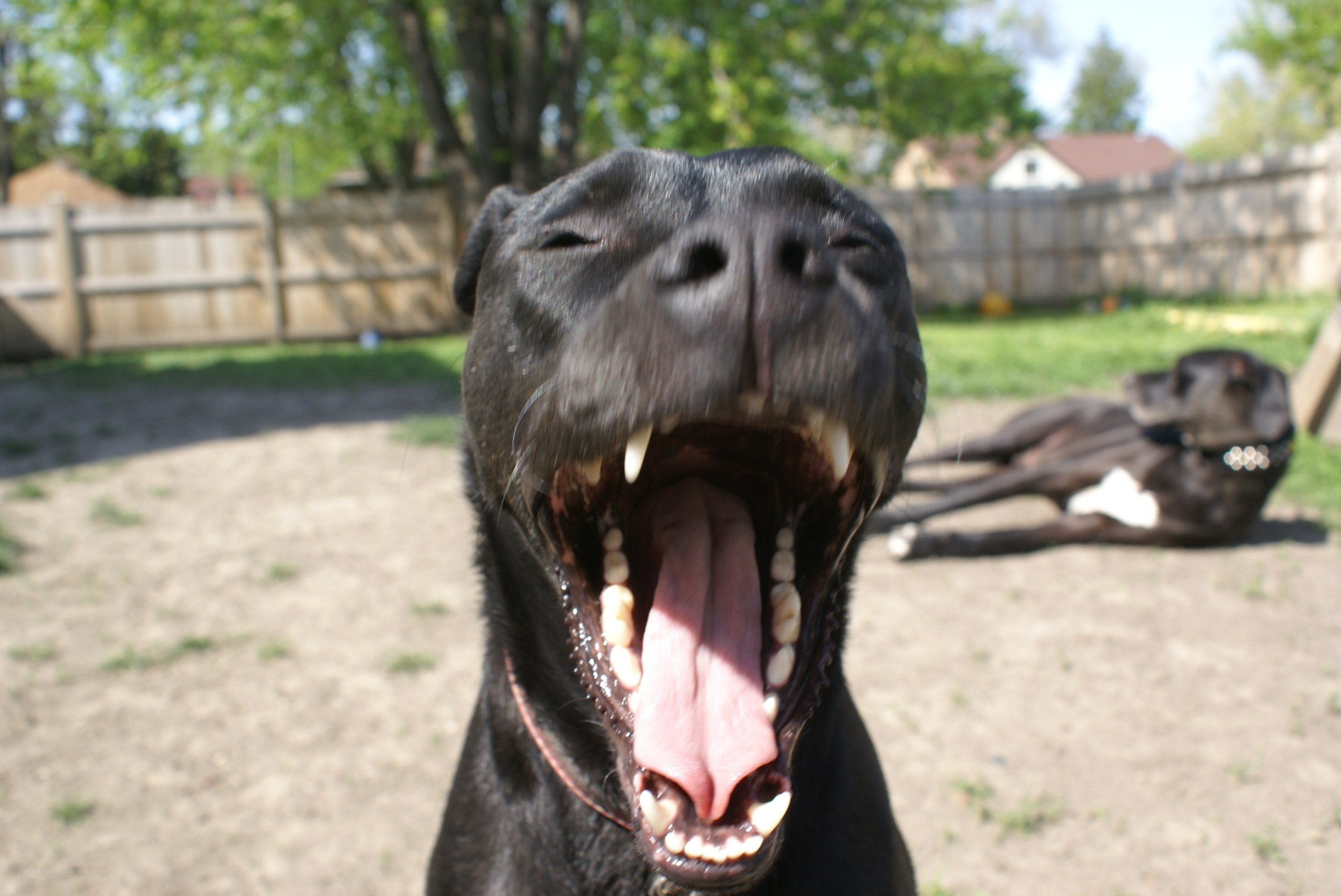 Black dog yawning in yard