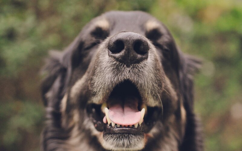 Black Dog Yawning