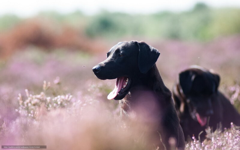 Black dogs in purple field