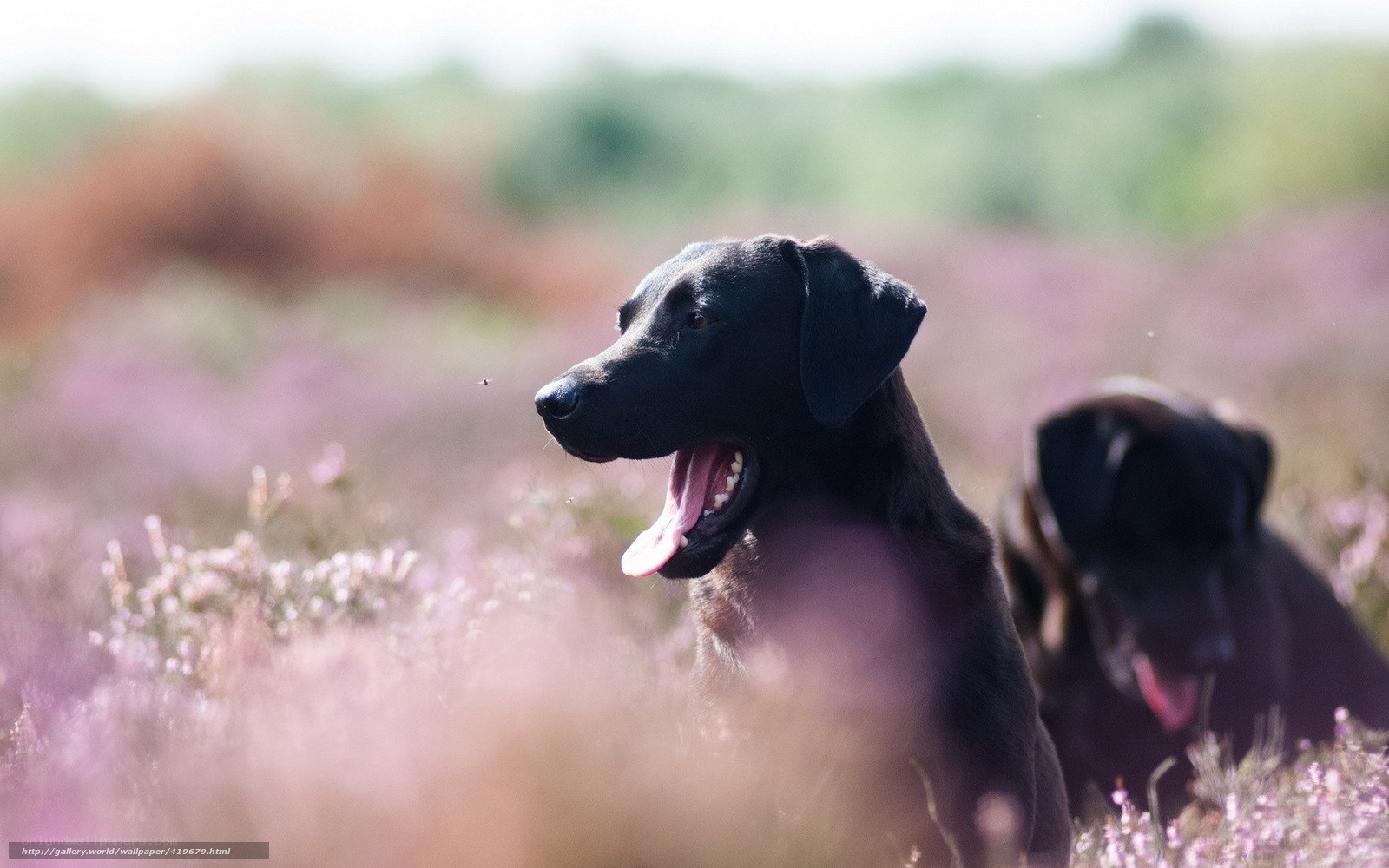 Black dogs in purple field