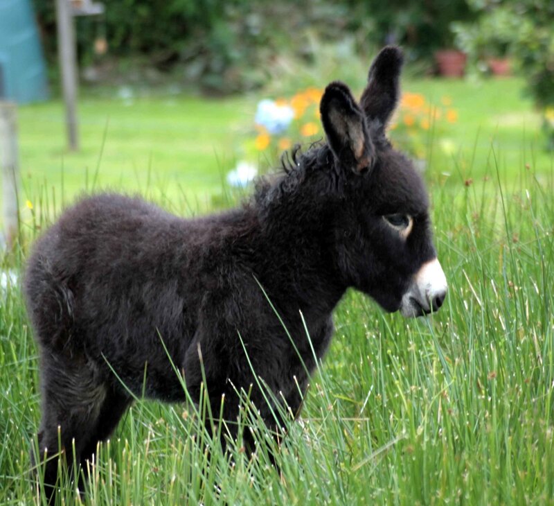 black donkey foal in grass
