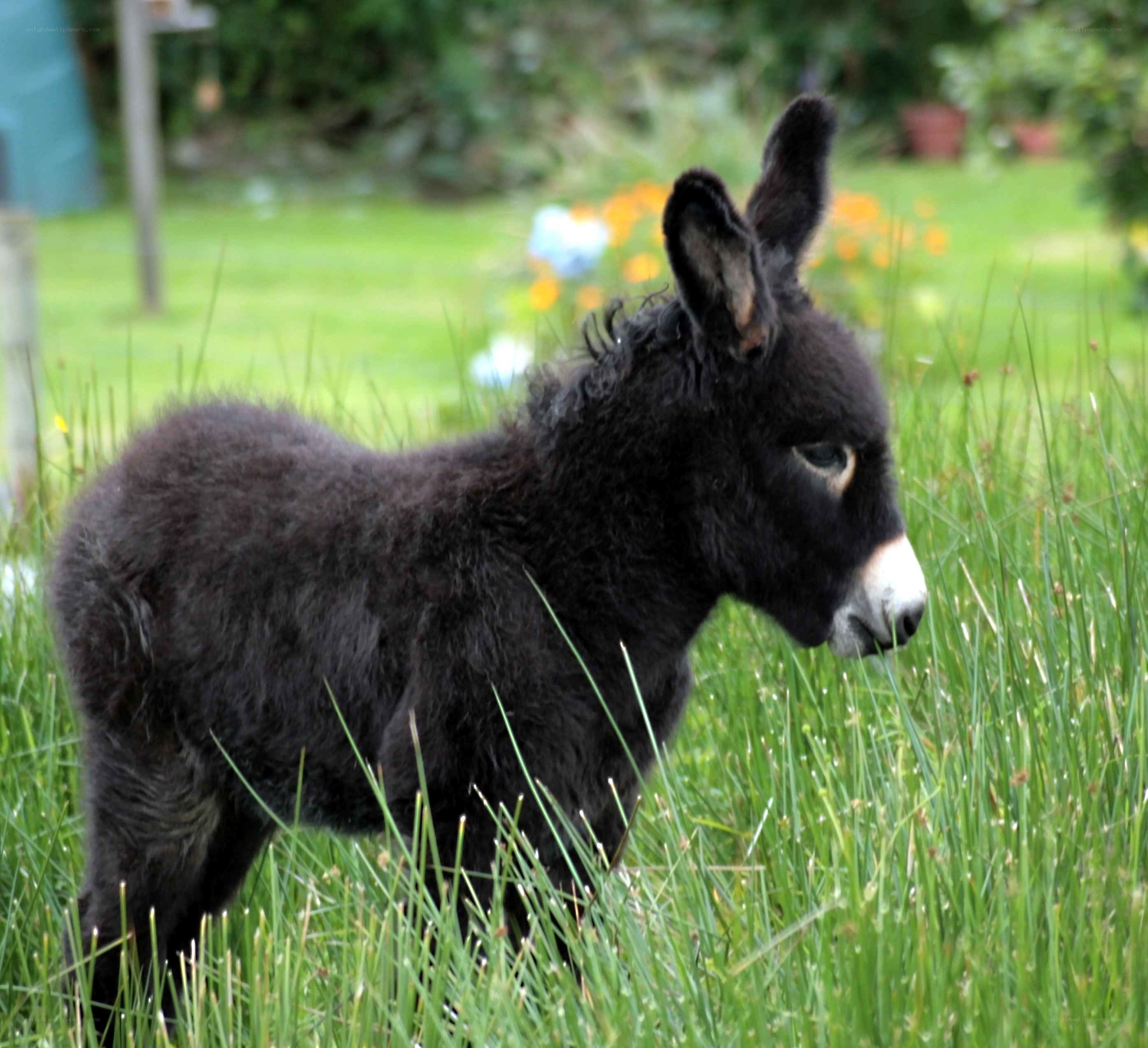 black donkey foal in grass