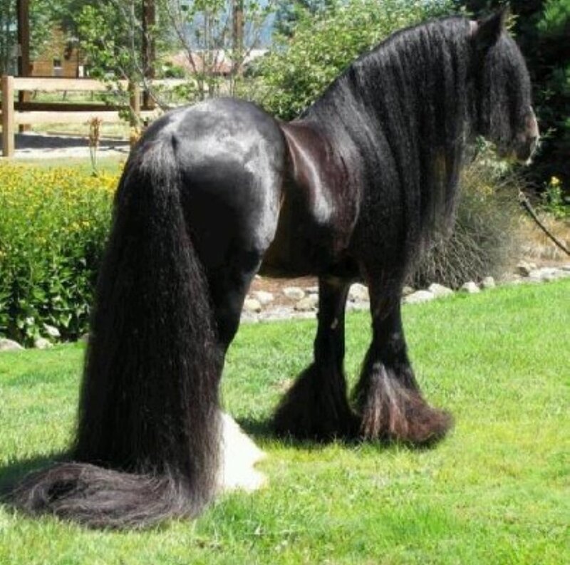 Black Draft Horse