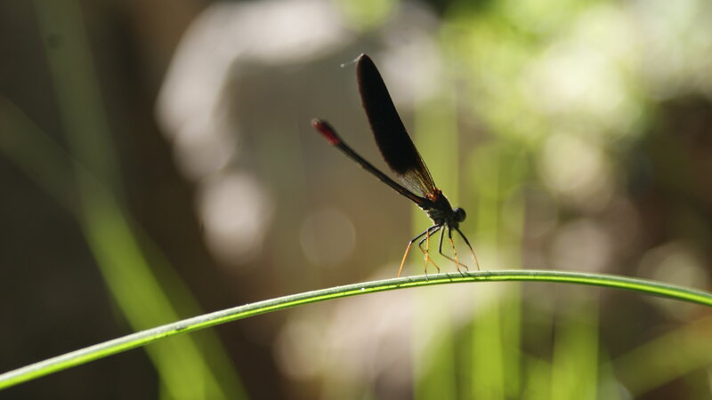 Black Dragonfly on Grass