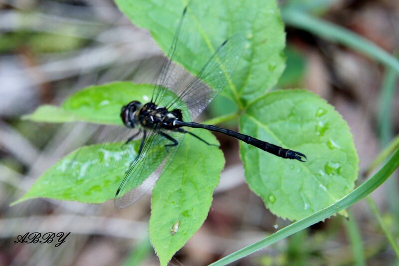 Black Dragonfly on Leaf