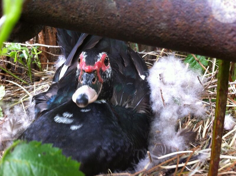Black Duck in Nest