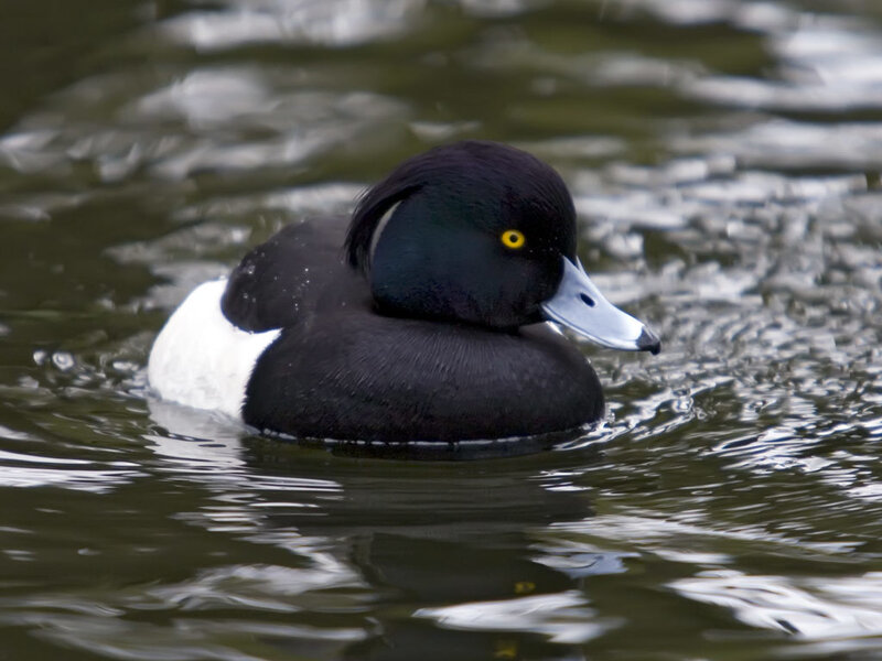 Black Duck Swimming — Calm