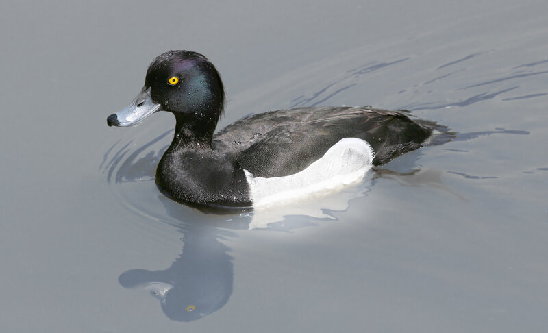 Black duck swimming in water
