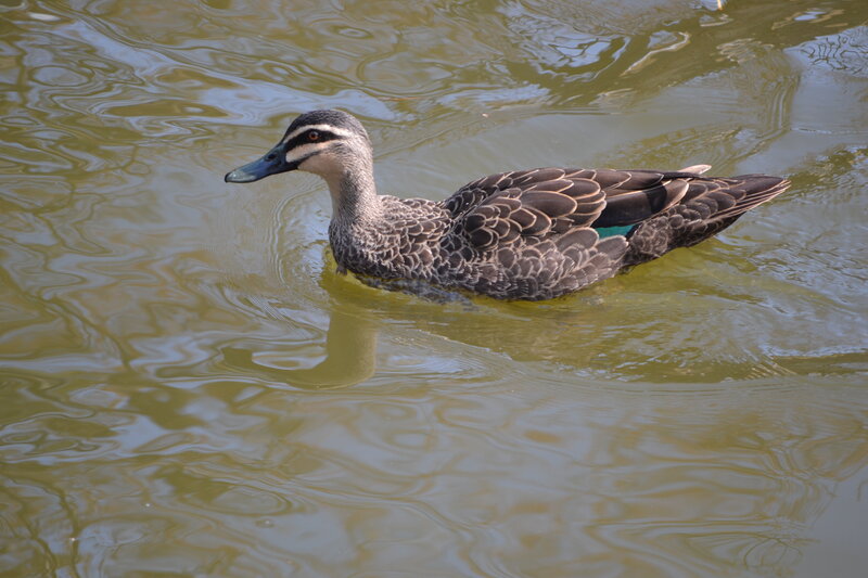 Black Duck Swimming