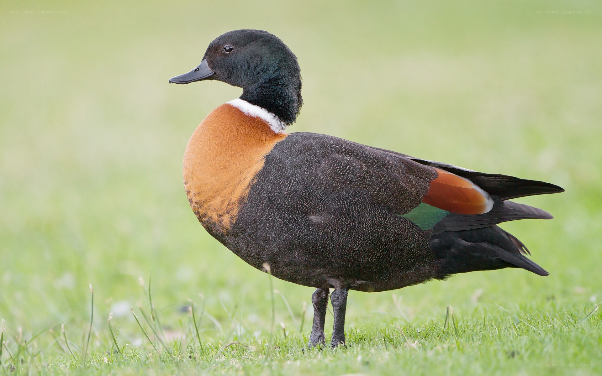 black duck with chestnut breast