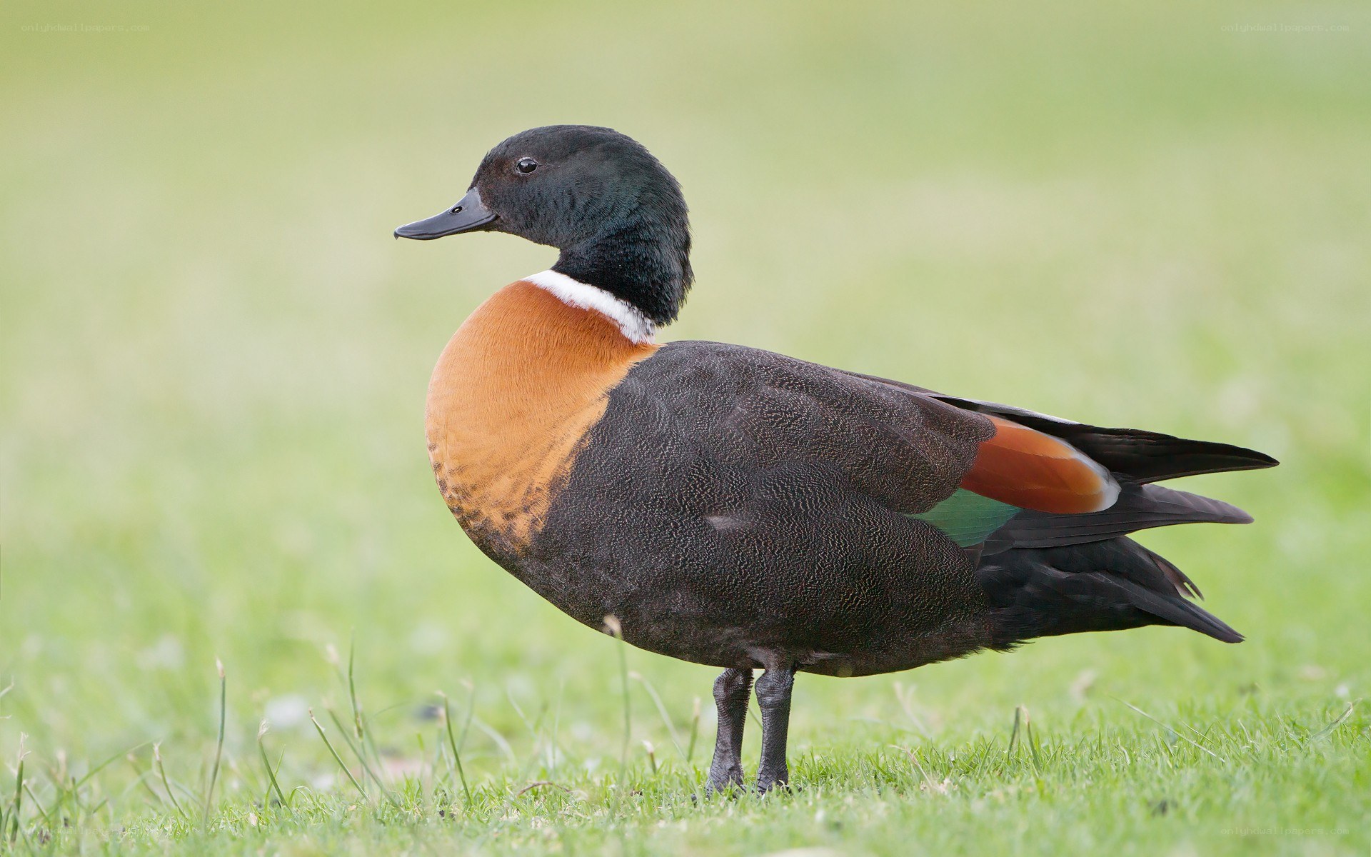 black duck with chestnut breast