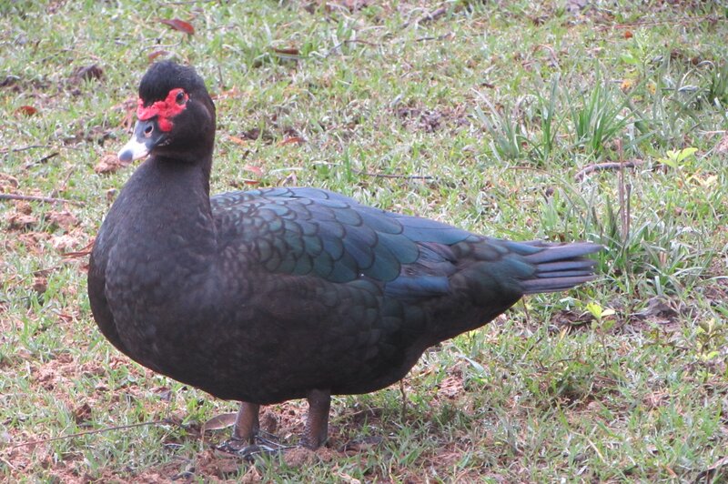 Black Duck with Red Face