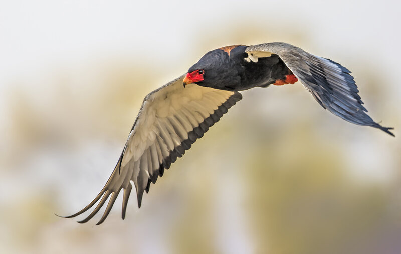 Black Eagle in Flight — Gray